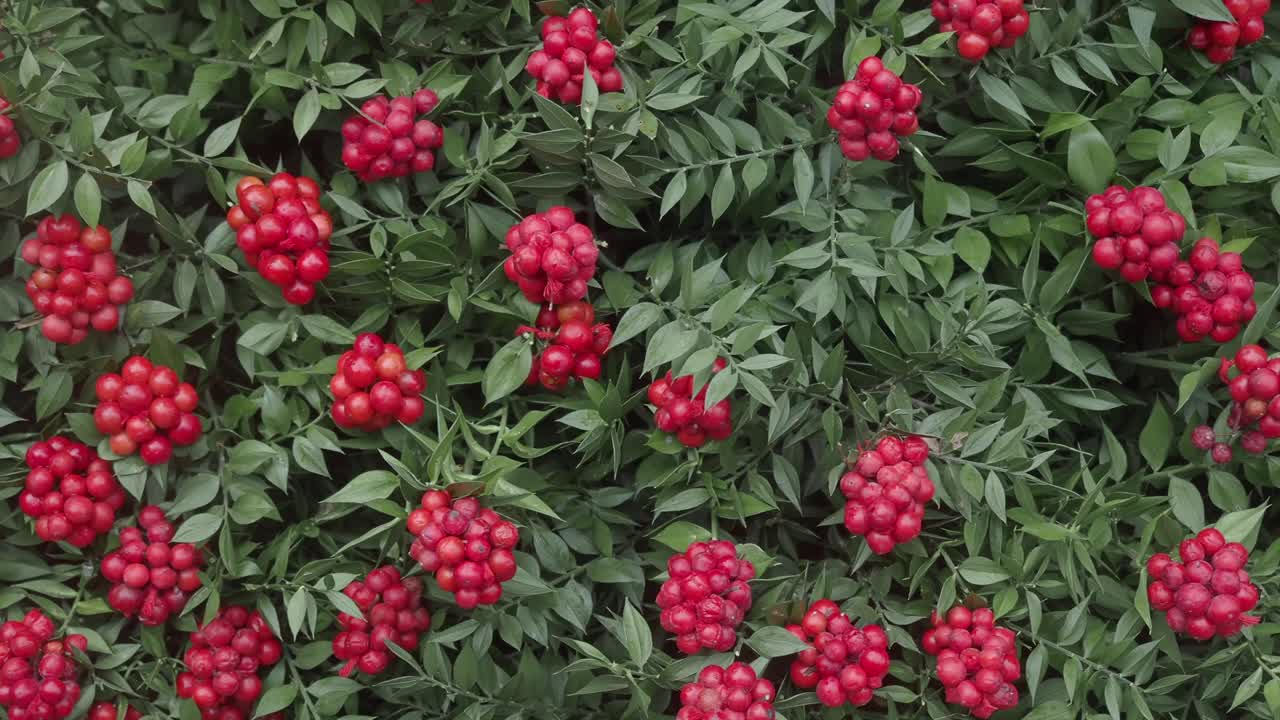 Butcher's Broom with Red Berries