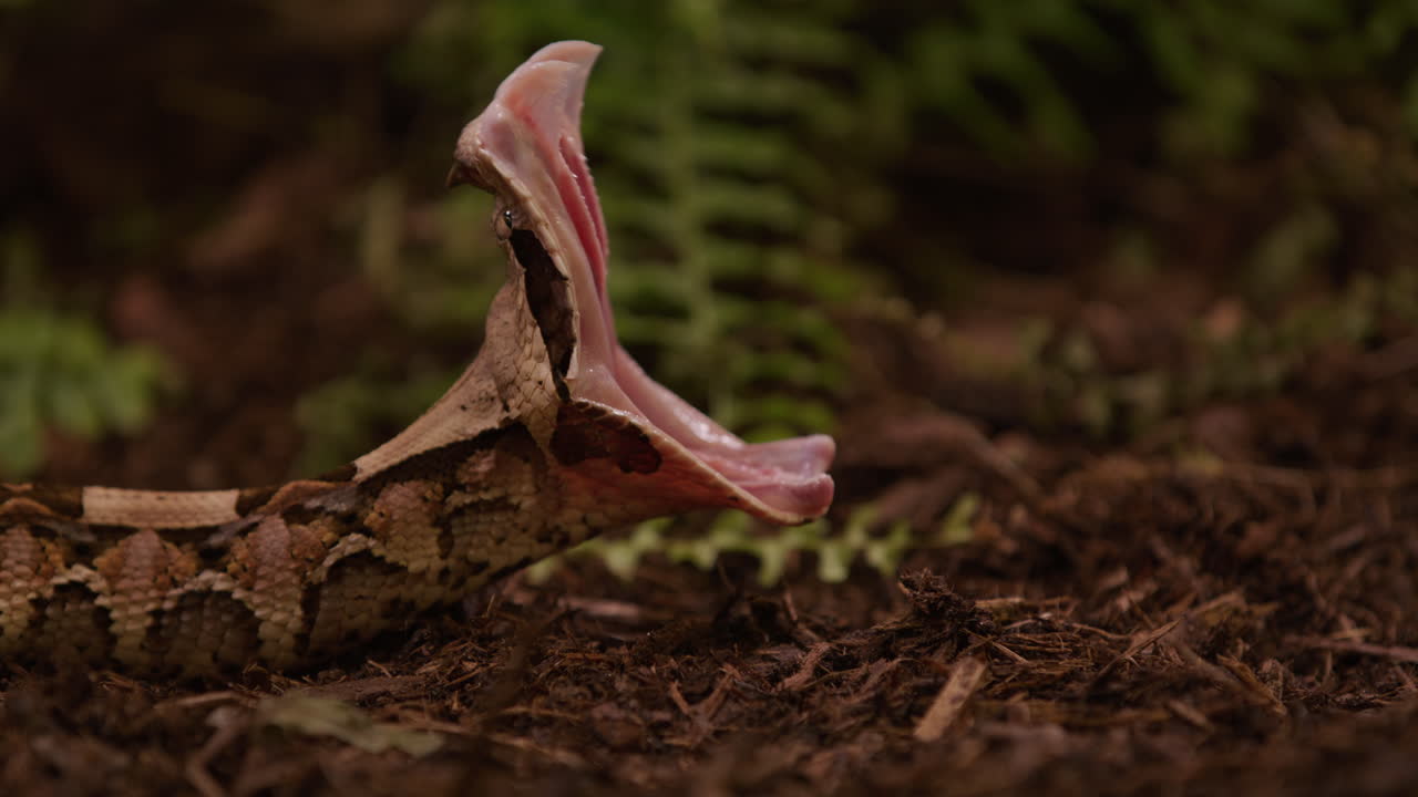 Serpiente víbora de Gabón bosteza con la mandíbula completamente estirada después de comer a su presa - perfil lateral