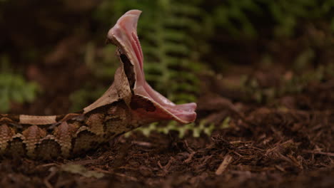 gaboon viper snake yawns with jaw fully stretched out after eating prey - side profile