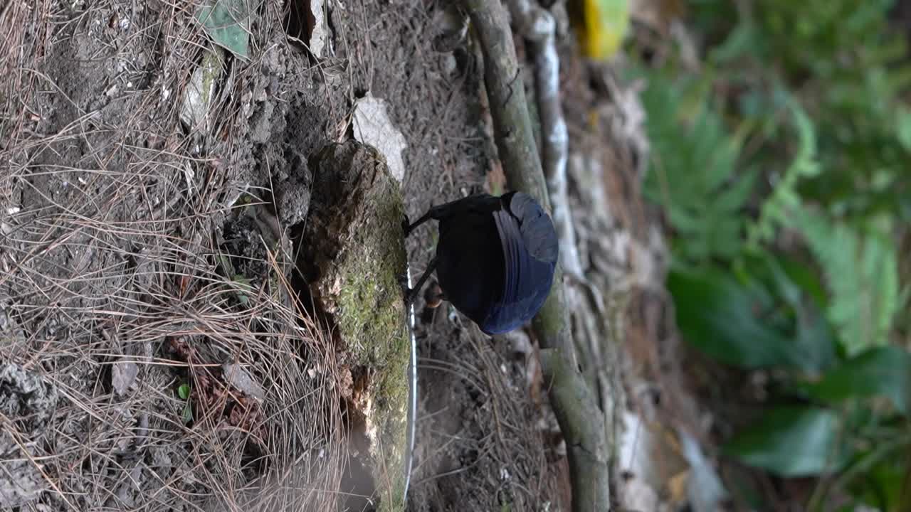 visto da dietro un javan fischiando un uccello sparo che cerca cibo a terra