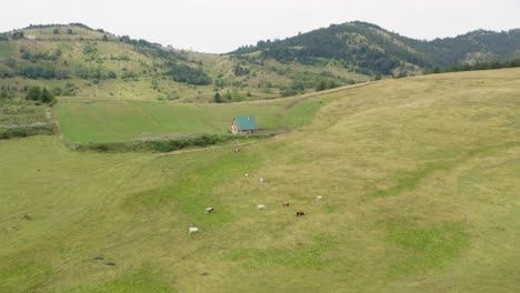 Aerial-View-of-Isolated-Village-House-and-Herd-of-Cows-in-Green-Pasture