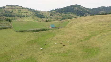 aerial view of isolated village house and herd of cows in green pasture