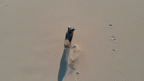 Top-down-aerial-view-above-pair-of-playful-dogs-running-on-golden-sandy-beach