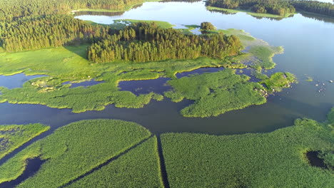 luftaufnahme der grünen schilfvegetationslandschaft