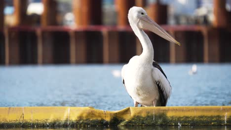 static shot of a pelican in the sun, looking up to face camera