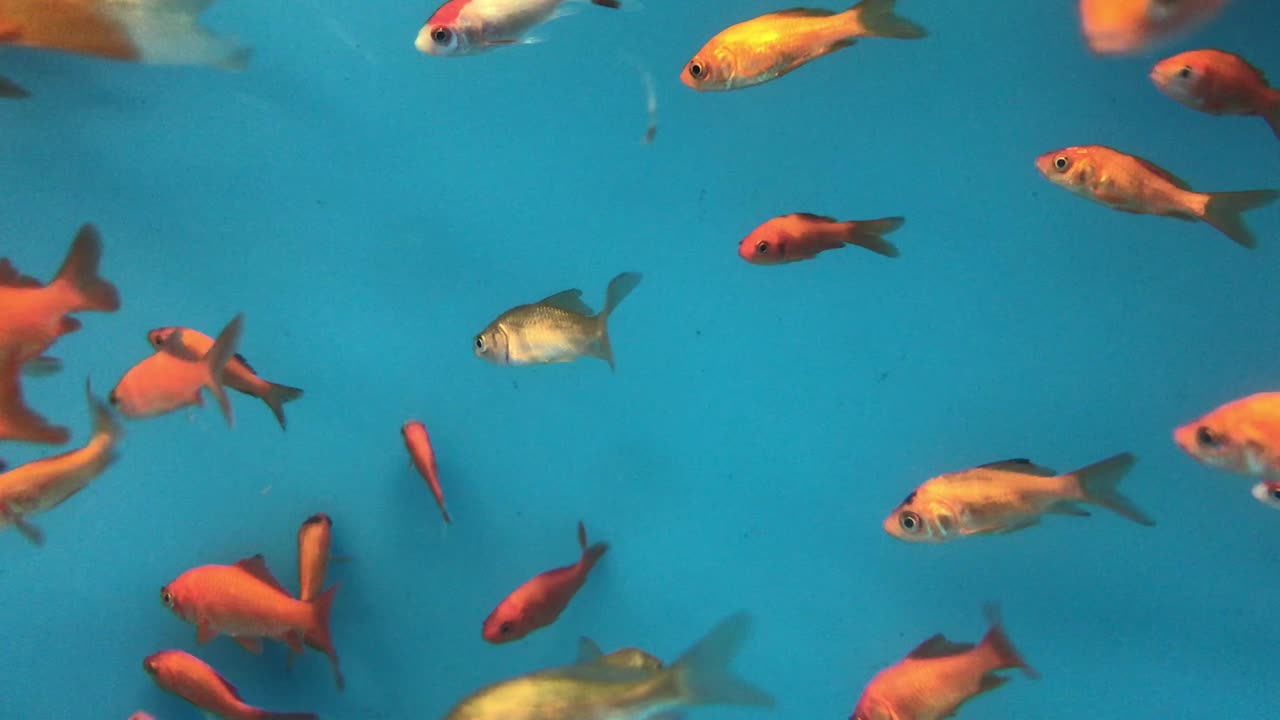 золотая рыбка плавает в аквариуме