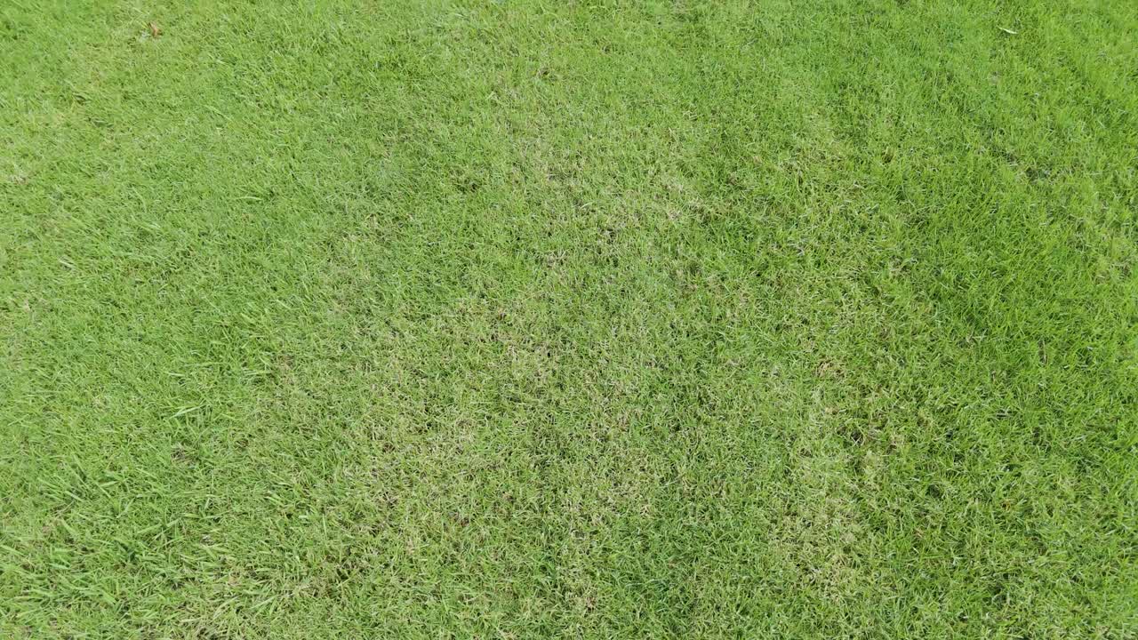드론은 울창한 초록 잔디의 풍경을 촬영합니다.