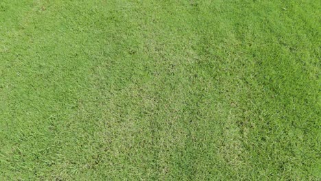 drone captures lush green grass landscape