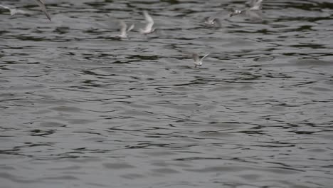 Seeschwalben-Und-Möwen,-Die-Nach-Nahrung-Suchen,-Sind-Wandernde-Seevögel-Nach-Thailand,-Die-Im-Kreis-Herumfliegen-Und-Abwechselnd-Nach-Nahrung-Suchen,-Die-Auf-Dem-Meer-Am-Kai-Des-Bangpu-freizeitzentrums-Schwimmt