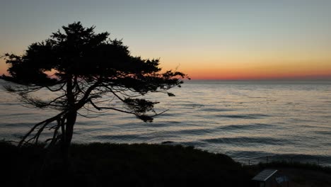 silhouette of a unique tree at sunset overlooking the ocean