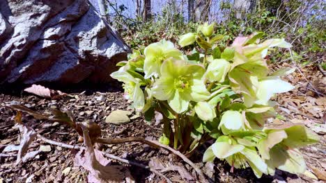 Lenten-Road-Blüht-Im-Winter-In-Den-Appalachen-In-Der-Nähe-Von-Boone,-NC