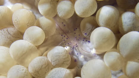 small coral shrimp underwater