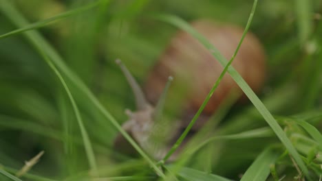 Searching-tentacle-eyes-of-brown-edible-snail-in