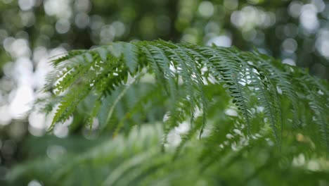 disparo de dof bajo de un helecho en el bosque inglés