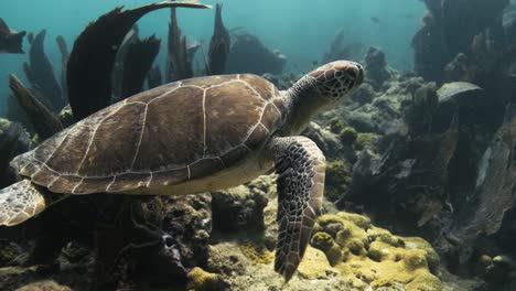 Sea-Turtle-swimming-in-the-blue-ocean-through-a-coral-reef-with-bright-sunlight