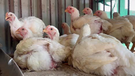 pollos blancos en el gallinero