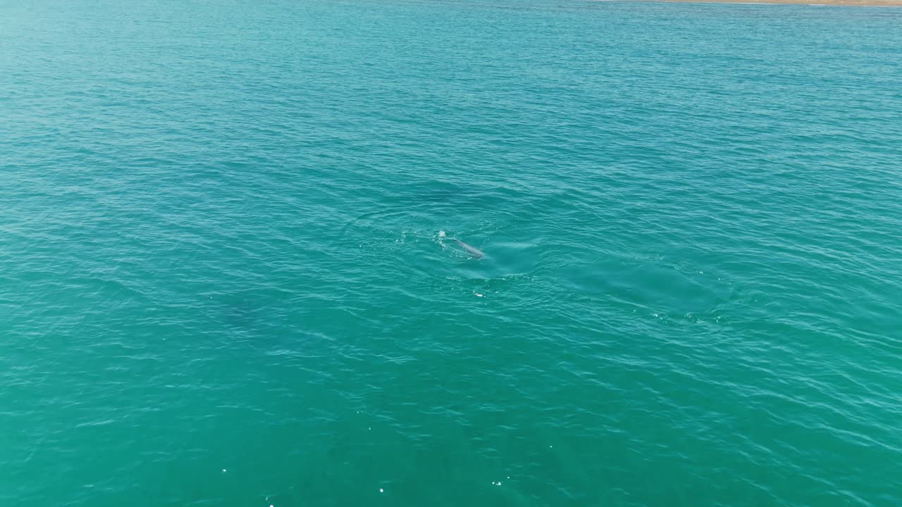 Playful dolphins swimming in clear blue ocean waters