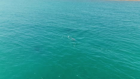 playful dolphins swimming in clear blue ocean waters