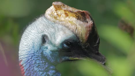el casuario del sur (casuarius casuarius), también conocido como casuario de doble teja, casuario australiano, que se encuentra en indonesia, papúa nueva guinea y el noreste de australia.