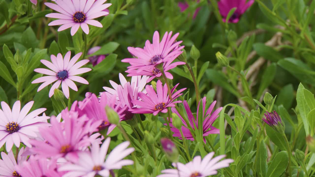 Camera smoothly pans over blooming pink African daisies in lush green springtime garden, natural light