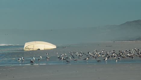 Bandada-De-Gaviotas-Bañándose-Junto-A-Un-Yate-Arrastrado-En-La-Playa---Toma-Panorámica-Lenta