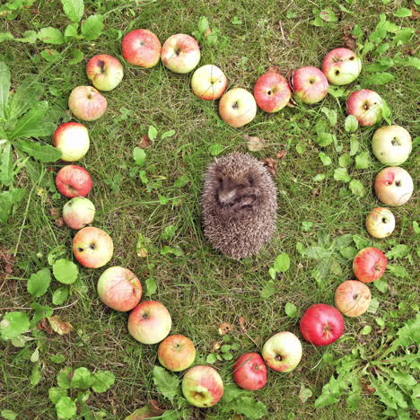 hedgehog sleeping in grass surrounded by apples. juicy apples placed on the ground in the form of a heart and small pretty hedgehog sleeps inside.