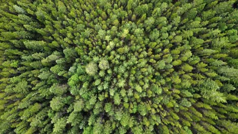 Vista-Cinematográfica-De-Arriba-Hacia-Abajo-De-Vastos-E-Interminables-Bosques-De-Alerces-En-Alberta,-Canadá