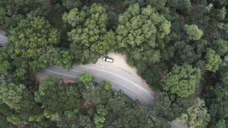 descendiendo al bosque