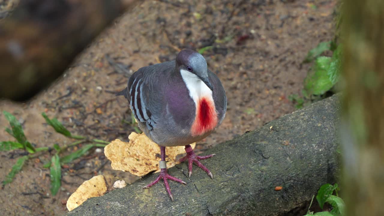 루존 (luzon bleeding-heart, gallicolumba luzonica) 은 가에 특징적인 은 피와 같은 패치를 가지고 있으며, 나무 줄기 위에 서서 주변 환경에 대해 궁금해합니다.