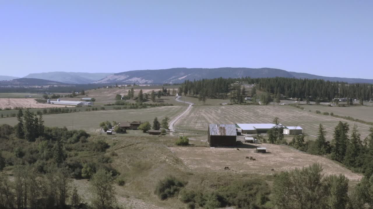 vacas1-2 rueda rodante aérea volar sobre bosques verdes y exuberantes granjas de vacas lecheras campos de heno rodeados de colinas onduladas en un valle de montaña con cielos azules claros en un caluroso día de verano