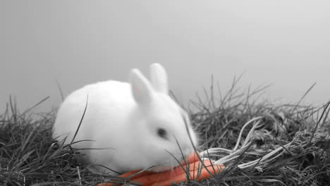 Weißes-Häschen-Schnüffelt-Im-Gras-Und-An-Einer-Karotte-Herum