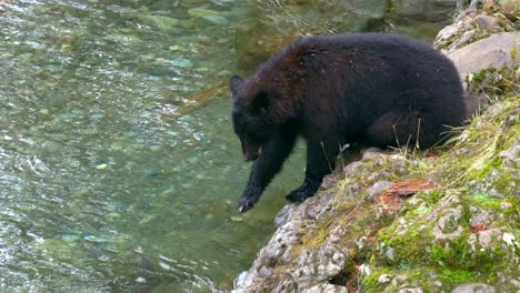 Oso-Negro-Joven-Tratando-De-Atrapar-Salmón-Usando-Una-Técnica-Interesante-Desde-La-Orilla-Del-Arroyo