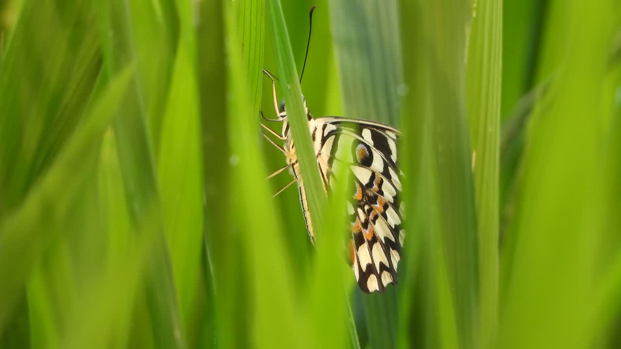 mariposa en la hierba verde . alas