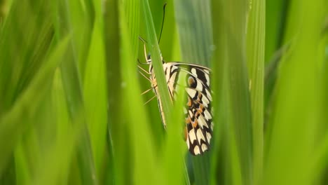 butterfly in green grass . wings