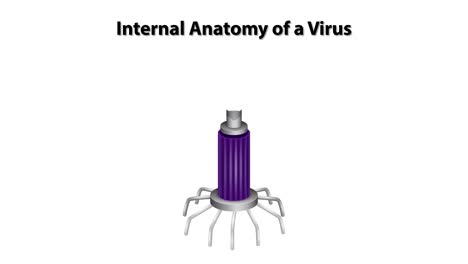 desglose detallado de la estructura y los componentes del virus