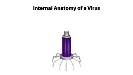 detailed breakdown of virus structure and components