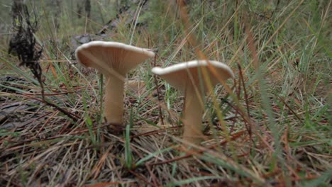 fungi in the forest in northern spain