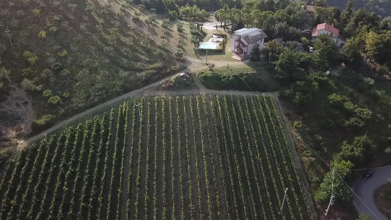 Ripresa aerea di filari di vigneti e ulivi di un agriturismo sulle dolci colline italiane nella regione Marche
