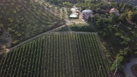 Toma-Aérea-De-Hileras-De-Viñedos-Y-Olivos-De-Una-Granja-En-Suaves-Colinas-Italianas-En-La-Región-De-Marche