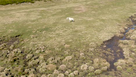 Caballo-Levantándose-Del-Suelo