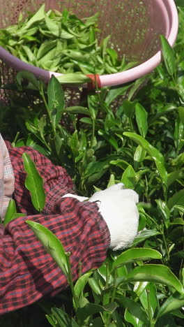 tea picking on a tea plantation