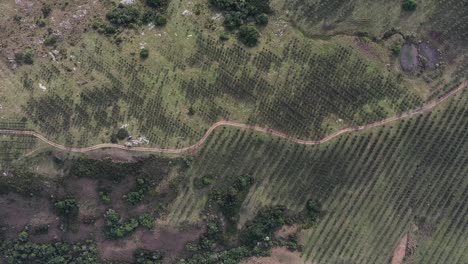 Top-drone-shot-of-olive-trees-agriculture-farm-in-South-America