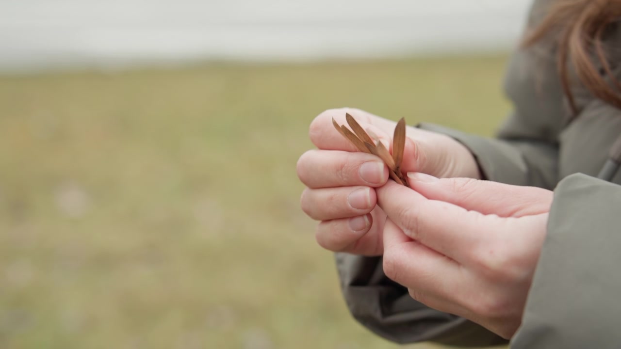 Mani che esaminano i baccelli di semi di samara nel parco, primo piano di dita che pizzicano fragili semi alati, persona in cappotto che studia dettagli botanici, gesto lento e consapevole e raccolta attenta per hobby o studio.