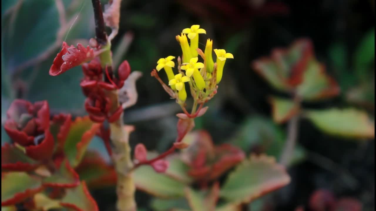 Closeup of Small Yellow Flowers on a Succulent Plant