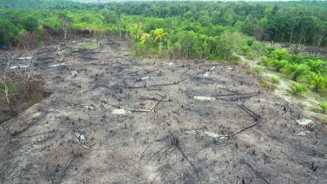 quema de tierras forestales para la agricultura