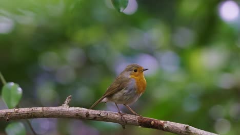 rack focus view robin perched on branch with blurred forest background