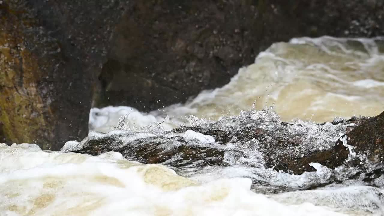 Close up shot of atlantic salmon leaping up a waterfall in Scotland UK