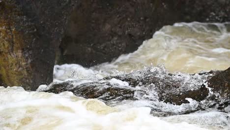 Nahaufnahme-Eines-Atlantischen-Lachses,-Der-Einen-Wasserfall-In-Schottland,-Großbritannien,-Hinaufspringt