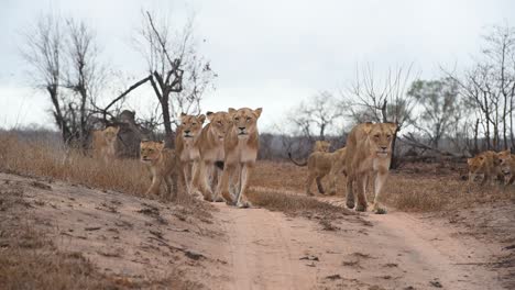 a wide shot of lionesses and their cubs walking in slow motion towards the camera in the greater kruger national park