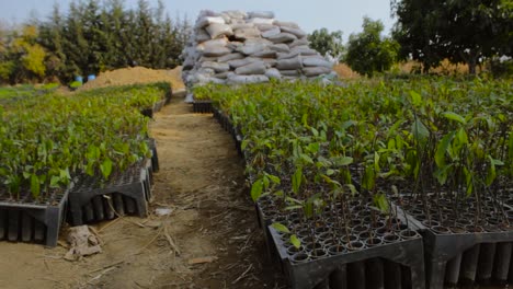 the-new-avocado-plants-in-their-sowing-trays